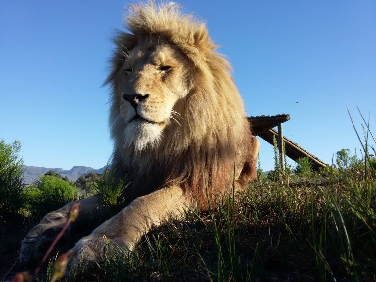 Benefiz-Zumba for Big Cats – Samstag, 28. Oktober von 16:30 bis 19:30 Uhr in der GGS